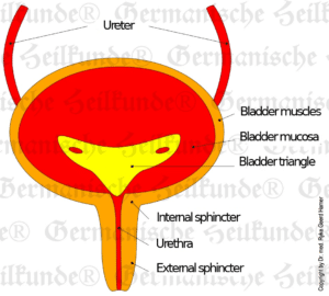 Bladder Organ Graphic