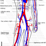 blood vessels