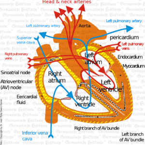 Graphic Organ Heart