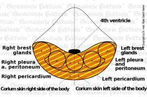 Cerebellum organ graphic
