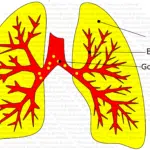 Lungs Organ Graphic