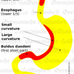 Graphic organ stomach