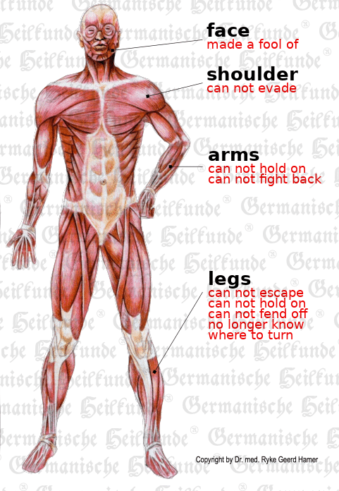 Muscle System Organ Graphic
