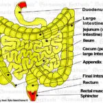 Graphic organ Intestine