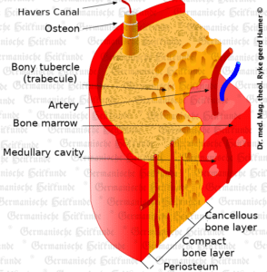 Periosteum Organ Graphic
