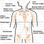 Lymphatic System Organ Graphic
