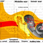 Graphic Middle Ear