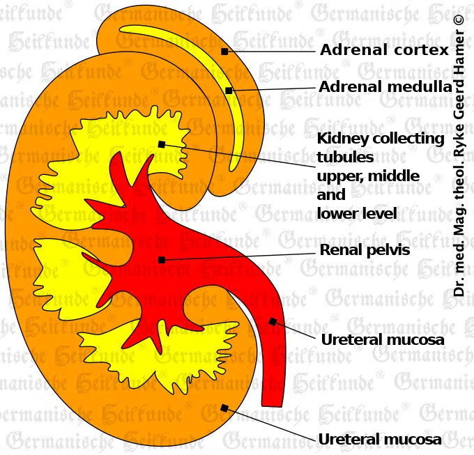 Kidney Organ Graphic