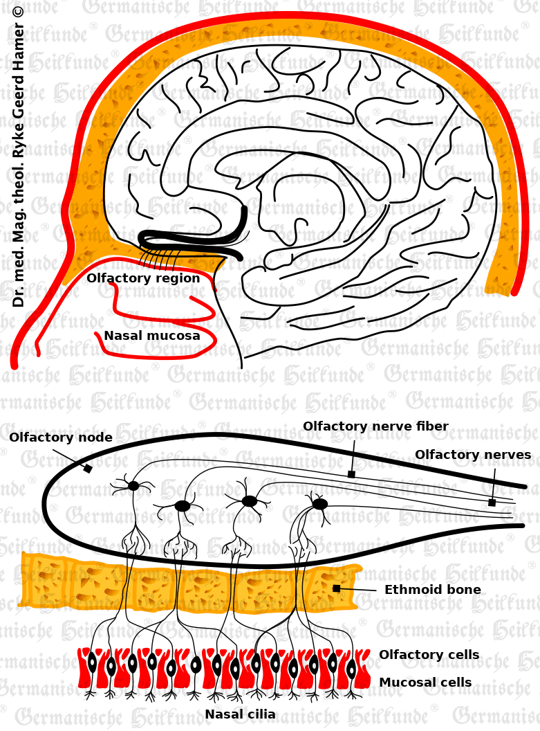 Olfactory nerve - GHK Graphic