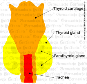 Graphic organ thyroid gland