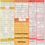 Cerebral Medulla Diagnostic Chart