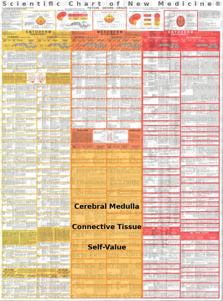 Cerebral Medulla Diagnostic Chart