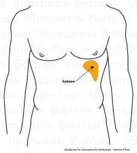 Spleen Organ Graphic