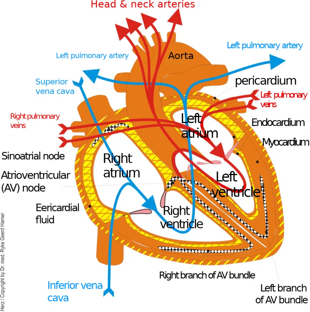 Myocardial Organ Graphic