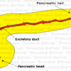 graphic organ pancreas