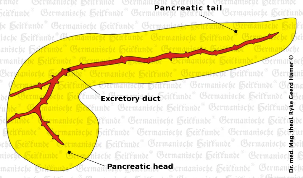grafik-organ-pankreas
