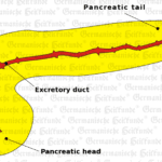 graphic organ pancreas