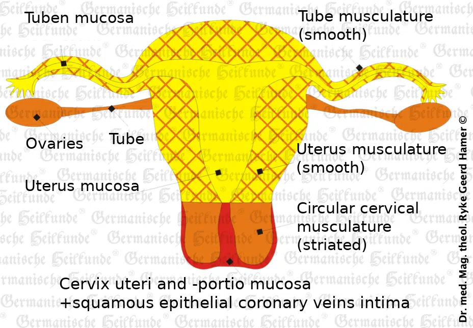 Uterus + Ovaries