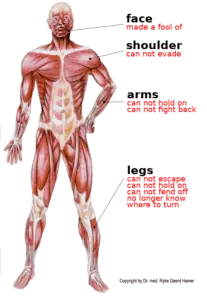 musculature system