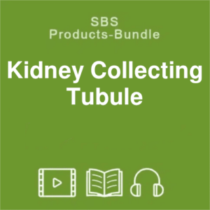 SBS Kidney collecting tubule