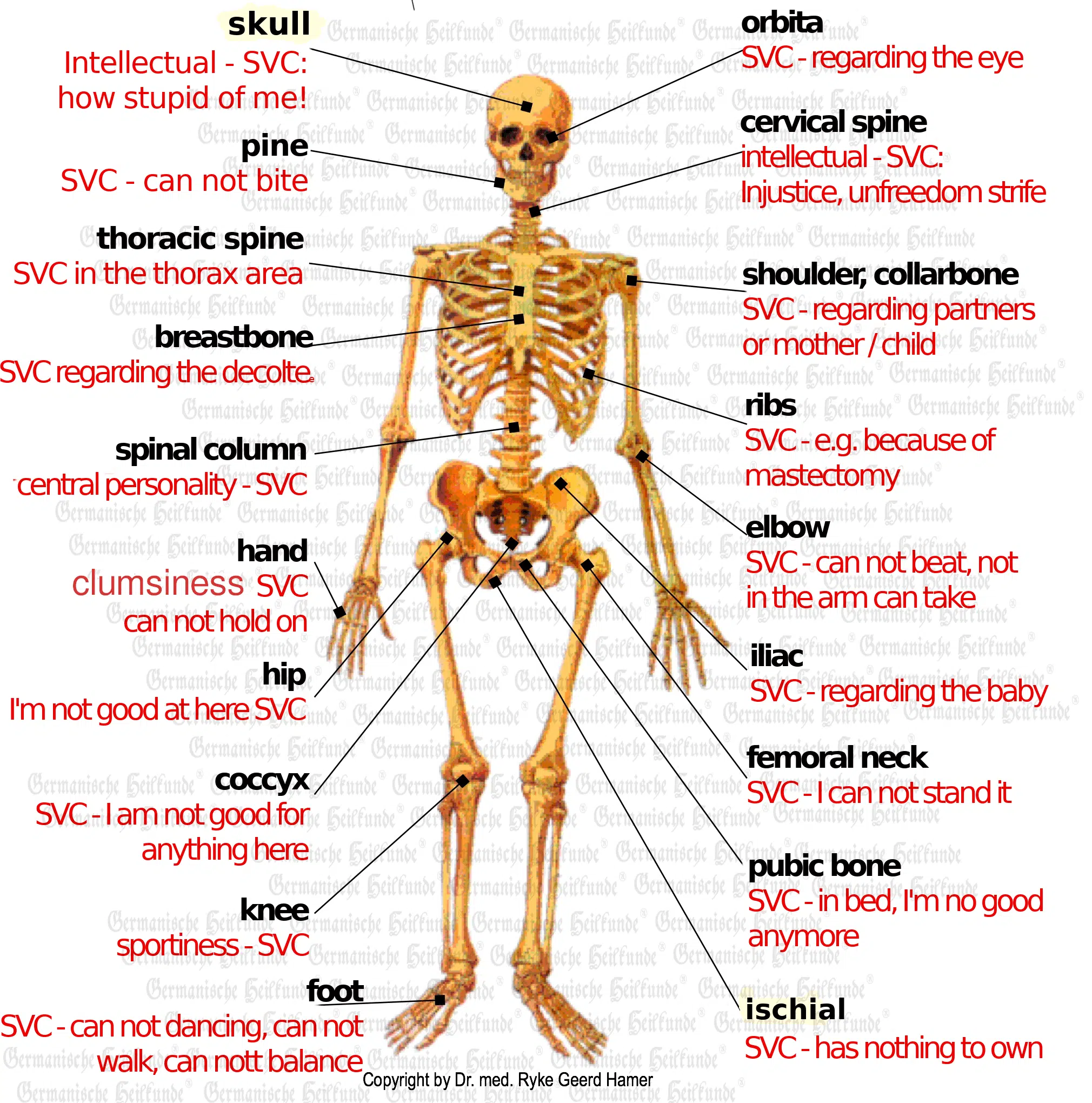Organ Bones - Skeleton