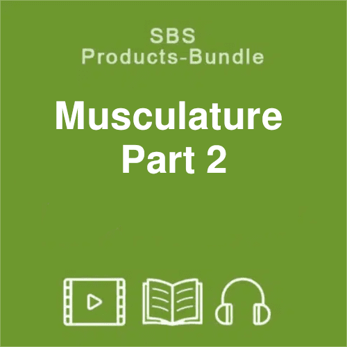 product bundle musculature part 2