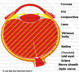 Eye Organ Graphic