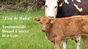 "Flor de Haba" Testimonial: Breast Cancer in a Cow